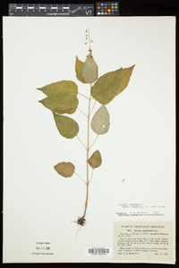 Circaea canadensis image