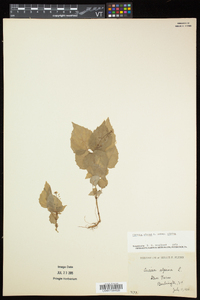 Circaea alpina subsp. alpina image