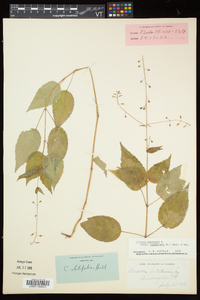 Circaea canadensis image