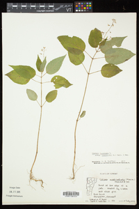 Circaea canadensis image