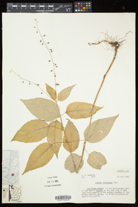 Circaea canadensis image