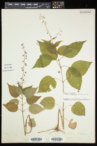 Circaea canadensis image