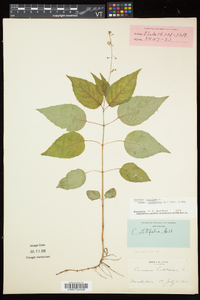 Circaea canadensis image