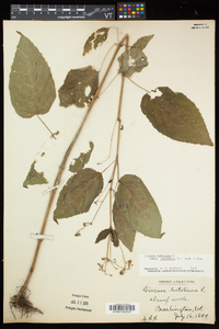 Circaea canadensis image