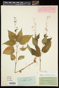 Circaea canadensis image