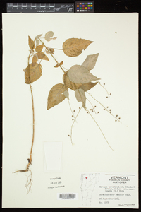 Circaea canadensis image