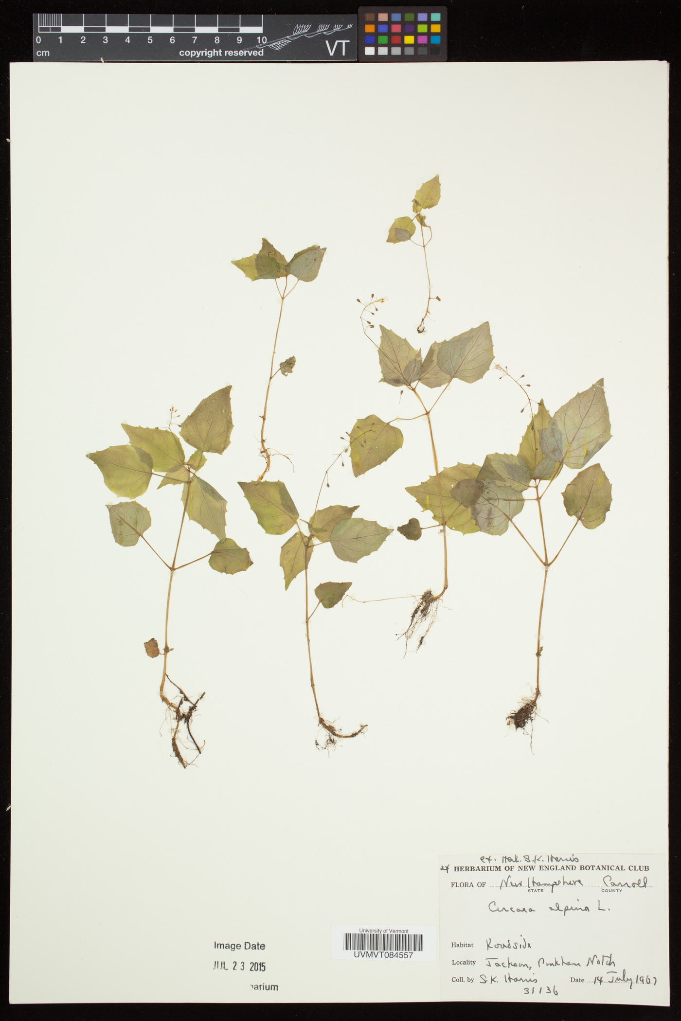 Circaea alpina subsp. alpina image