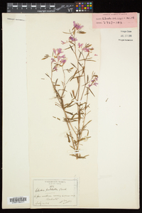 Clarkia pulchella image