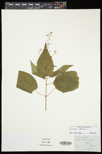 Circaea canadensis image