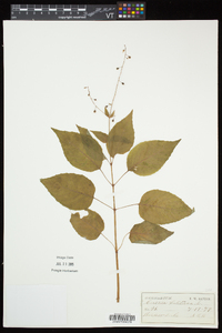 Circaea canadensis image