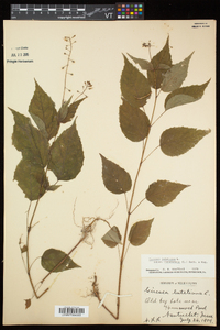 Circaea canadensis image