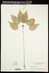 Circaea canadensis image