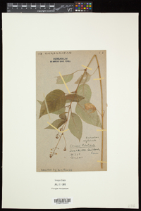 Circaea canadensis image