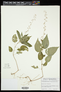 Circaea canadensis image