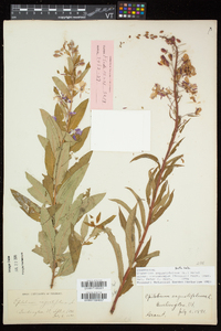 Chamaenerion angustifolium subsp. circumvagum image