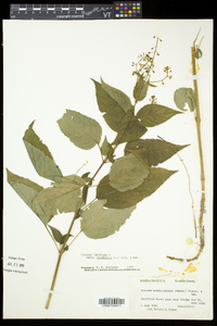 Circaea canadensis image