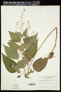 Circaea canadensis image