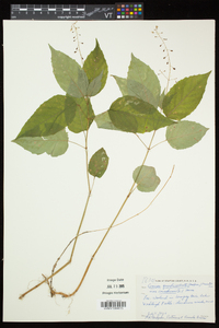 Circaea canadensis image