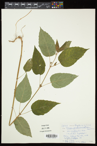 Circaea canadensis image