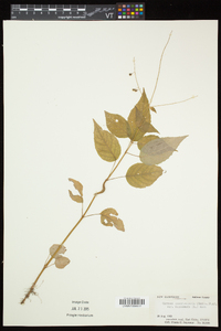 Circaea canadensis image