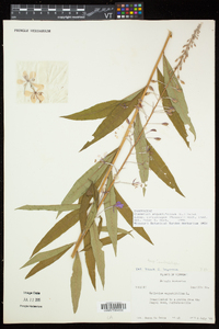 Chamaenerion angustifolium subsp. circumvagum image