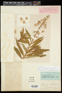 Chamaenerion angustifolium subsp. circumvagum image