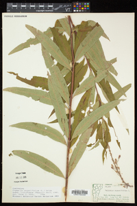 Chamaenerion angustifolium subsp. circumvagum image