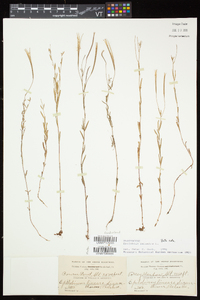 Epilobium palustre image