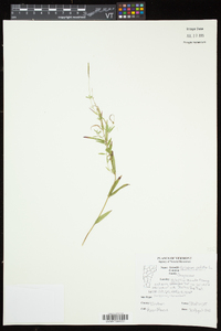 Epilobium palustre image