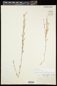 Epilobium palustre image