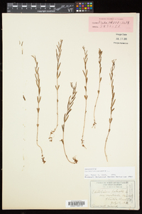 Epilobium palustre image