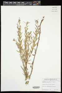 Epilobium strictum image