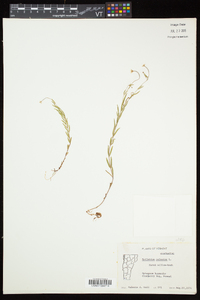 Epilobium palustre image