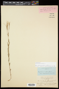 Epilobium palustre image