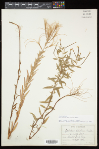 Epilobium strictum image