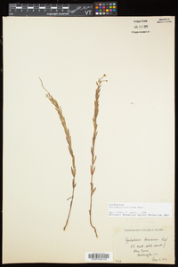 Epilobium strictum image