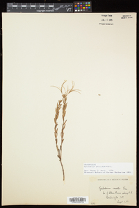 Epilobium strictum image