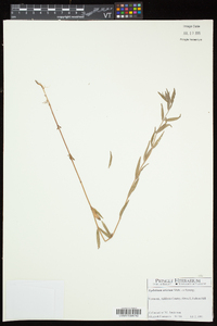 Epilobium strictum image