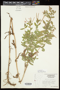 Epilobium hirsutum image