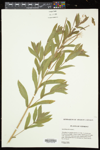 Epilobium hirsutum image