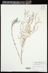 Epilobium leptophyllum image