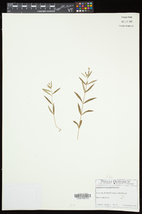 Epilobium leptophyllum image