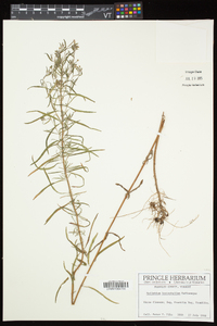 Epilobium leptophyllum image