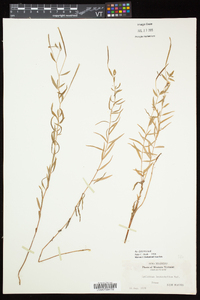 Epilobium leptophyllum image