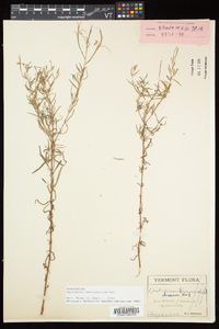 Epilobium leptophyllum image