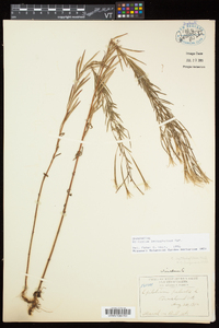 Epilobium leptophyllum image