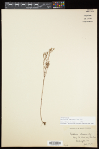 Epilobium leptophyllum image