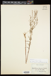 Epilobium leptophyllum image