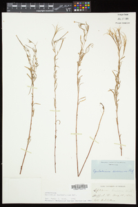 Epilobium leptophyllum image