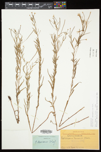 Epilobium leptophyllum image